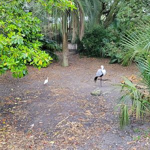 Jan. 2022 - Africa Loop - Plains of East Africa - Wattled Crane Exhibit