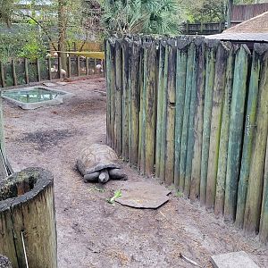 Jan. 2022 - Africa Loop - Plains of East Africa - Aldabra Tortoise Exhibit