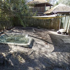 Jan. 2022 - Africa Loop - Plains of East Africa - Aldabra Giant Tortoise Exhibit