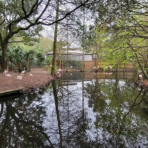 Jan. 2022 - Africa Loop - Plains of East Africa - Greater Flamingo Exhibit