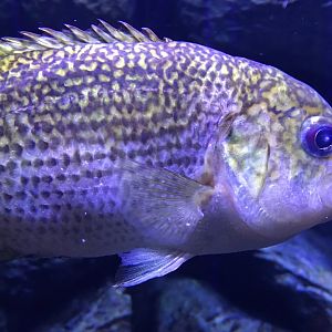 Rock Bass (Ambloplites rupestris)