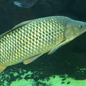 Common Carp (Cyprinus carpio)