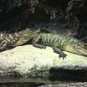 American Alligators (Alligator mississippiensis)