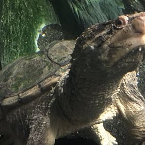 Alligator Snapping Turtle (Macrochelys temminckii)