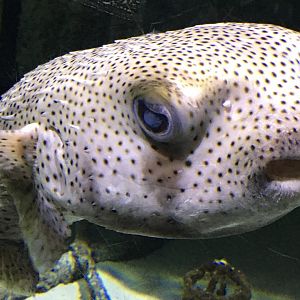 Spotfin Porcupinefish (Diodon hystrix)