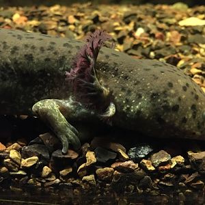 Greater Siren (Siren lacertina)