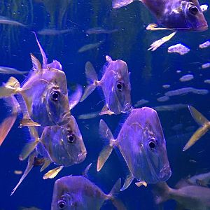 Lookdowns (Selene vomer)