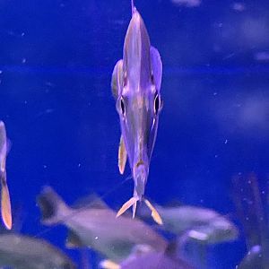 Lookdown (Selene vomer) front view