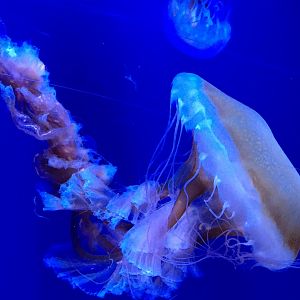 Sea Nettle sp.