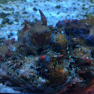 Scorpionfish sp.