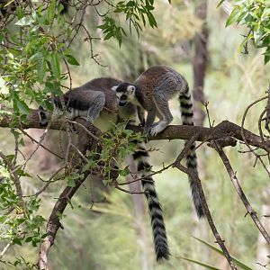 Ring-tailed Lemur
