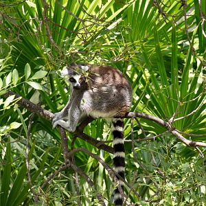 Ring-tailed Lemur