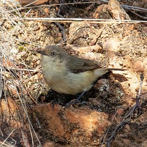Buff-rumped Thornbill