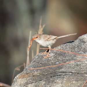 Superb Fairy Wren female with lunch