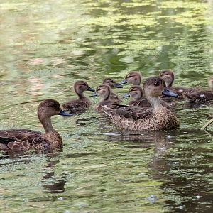 Grey Teal Family