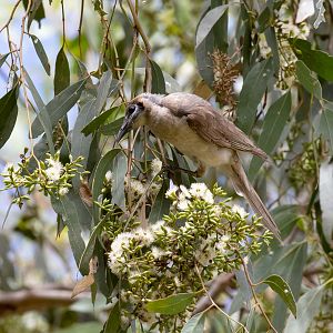 Little Friarbird