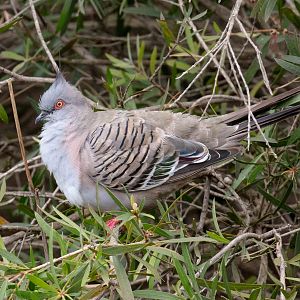 Crested Pigeon