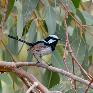 Superb Blue Wren