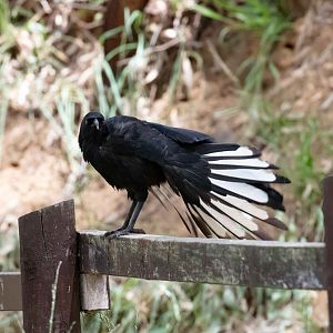 White-winged Chough