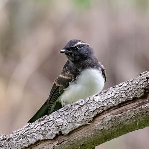 Willie Wagtail juvenile