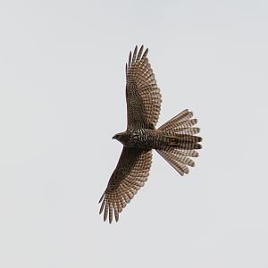Brown Goshawk