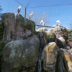 Jan. 2022 - Africa Loop - River Valley Aviary (11 Species)