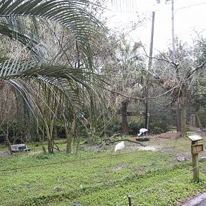 Jan. 2022 - Africa Loop - River Valley Aviary (Hammerkop/African Spoonbill/Yellow-billed Stork Exhibit)