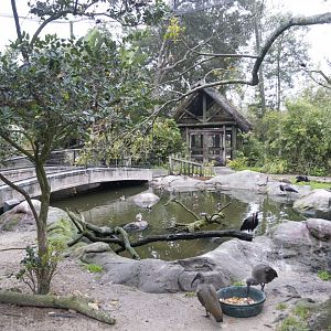 Jan. 2022 - Africa Loop - River Valley Aviary (11 Species)