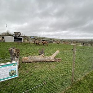 Bactrian camel enclosure 060222