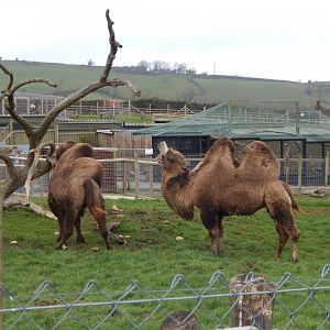 Bactrian camels 060222
