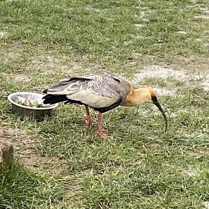 Buff-necked ibis 060222