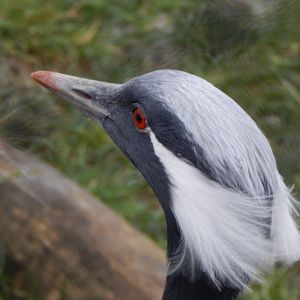 Demoiselle crane 060222