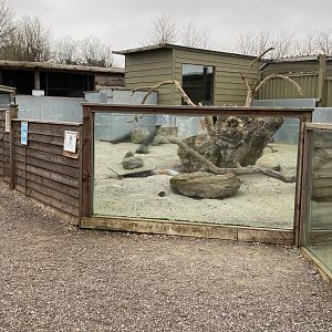 Meerkat enclosure 060222