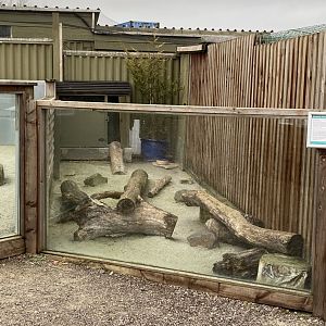Striped skunk enclosure 060222