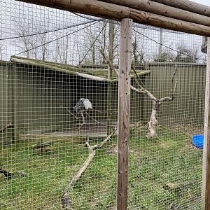Snowy owl aviary 060222