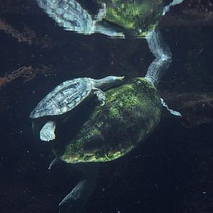 Burmese Roofed Turtles (Batagur trivittata)