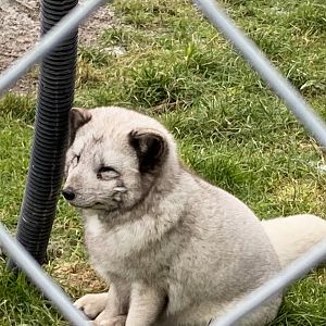 Arctic fox 060222