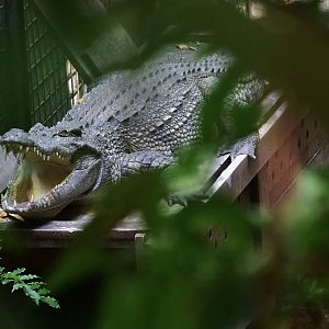 Siamese Crocodile (Crocodylus siamensis)