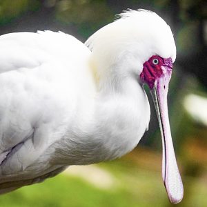 Jan. 2022 - Africa Loop - River Valley Aviary - African Spoonbill