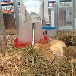 Sleeping gerbils in an unknown garden center
