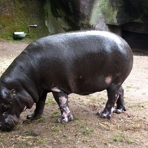 Pygmy hippo in Burgers zoo (2016)