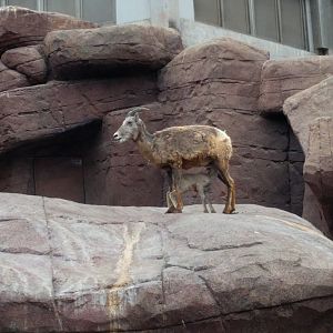Bighornsheep in Burgers desert (2016)