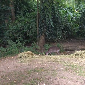 Western blue duiker in Burgers zoo (2017)