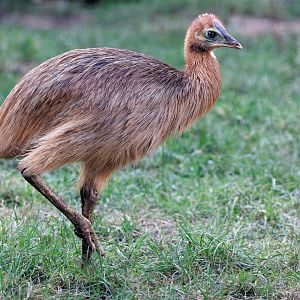 Cassowary chick / 10-2-2022 / Hamerton