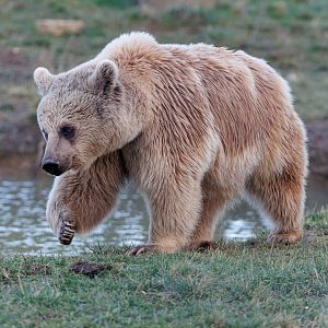 Syrian Brown Bear (Laika) / 10-2-2022 / Hamerton