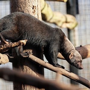Tayra / 10-2-2022 / Hamerton