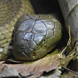 King cobra sleeping
