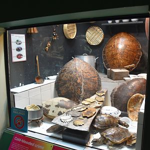 Controversial turtle display...