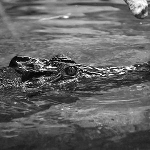 Philippine crocodile