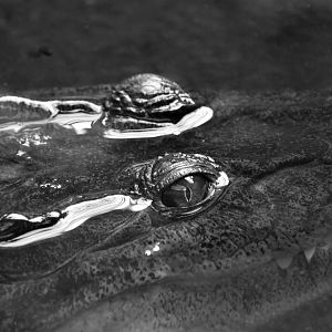 Philippine crocodile